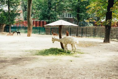 Hayvanat bahçesindeki sevimli lama hayvanları
