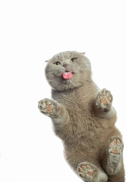 Kočka Olizuje Kočka Jazykem — Stock fotografie