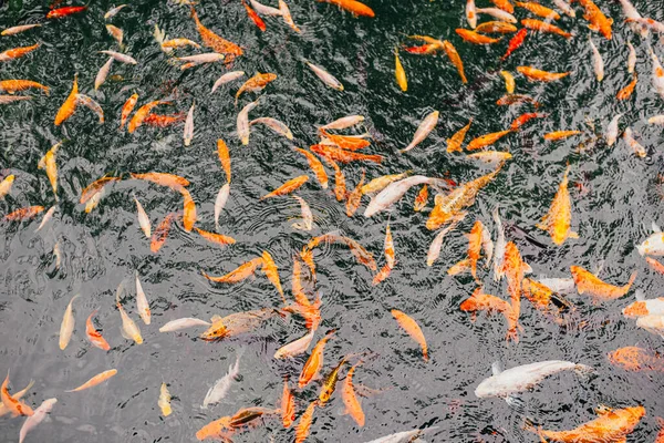 Viele Ausgefallene Karpfen Oder Koi Fische Schwimmen Karpfenteich — Stockfoto