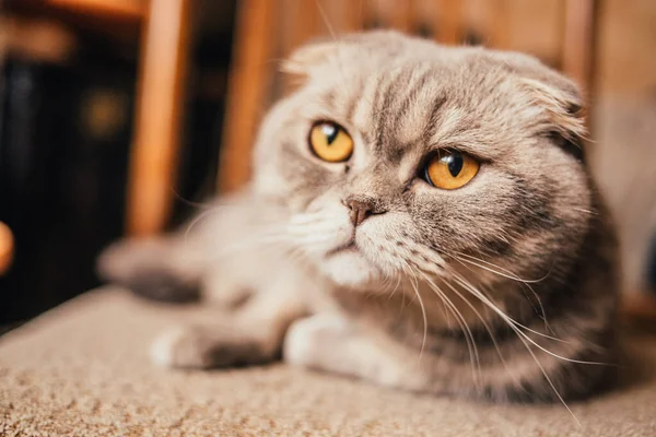 Skót Fold Cat Ülő Pózol Kép — Stock Fotó