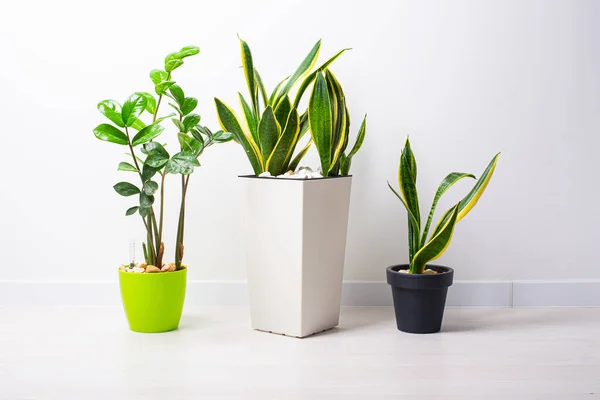 Plantes Maison Dans Différents Pots Sur Mur Blanc — Photo