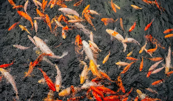 Viele Ausgefallene Karpfen Oder Koi Fische Schwimmen Karpfenteich — Stockfoto