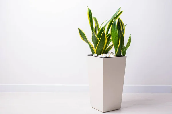 Sansevieria Trifasciata Serpent Pot Maison — Photo