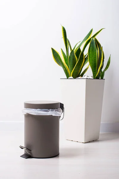 Houseplant Jeune Sansevieria Trifasciata Une Plante Pot — Photo