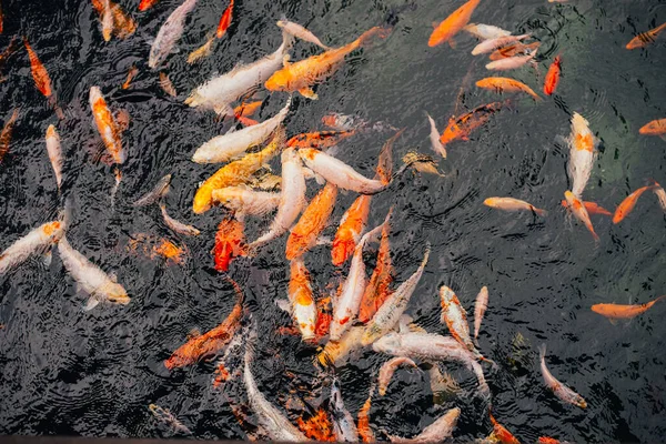 Viele Ausgefallene Karpfen Oder Koi Fische Schwimmen Karpfenteich — Stockfoto
