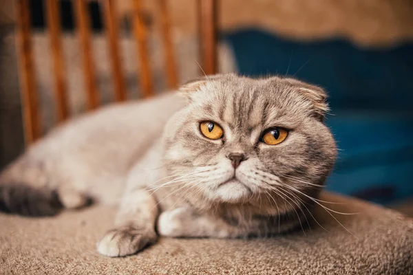 Skót Fold Cat Ülő Pózol Kép — Stock Fotó