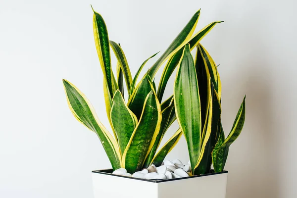 Sansevieria Trifasciata Snake Plant Pot Home — Stock Photo, Image