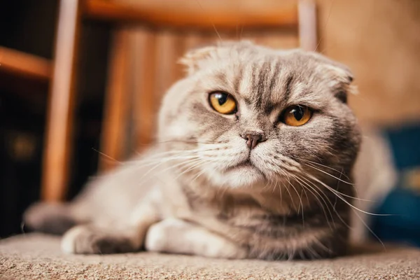 Schotse Vouw Kat Zitten Poseren Voor Beeld — Stockfoto