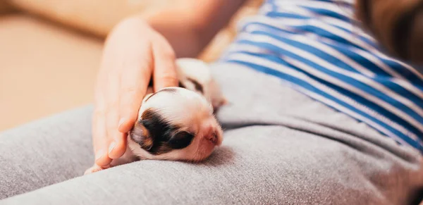 Cachorro Recién Nacido Acostado Mano — Foto de Stock