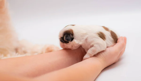 Lindo Cachorro Recién Nacido Que Pone Las Manos — Foto de Stock