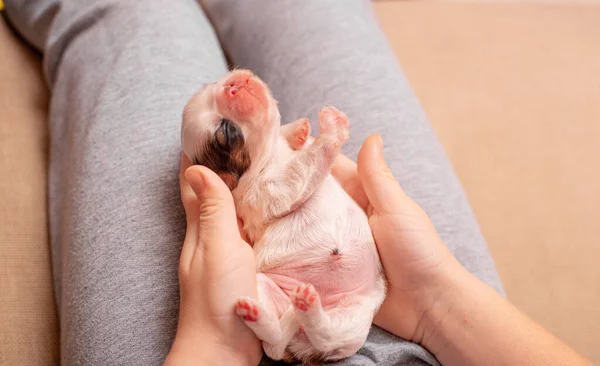 Cachorro Recién Nacido Acostado Las Manos — Foto de Stock