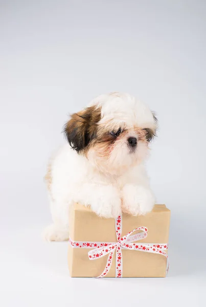 Cute Dog Christmas Gift — Stock Photo, Image