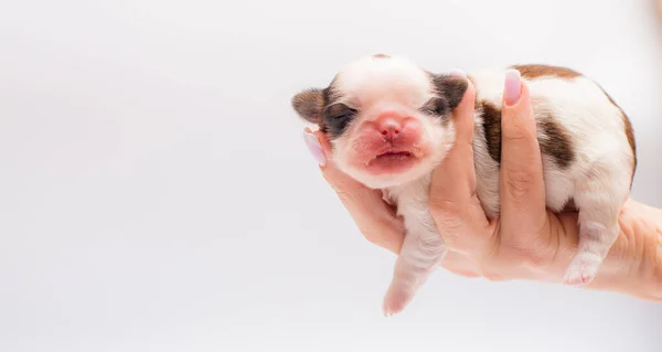 Новорожденный Щенок Лежит Руках — стоковое фото