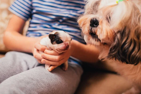 Cachorro Recién Nacido Acostado Mano — Foto de Stock