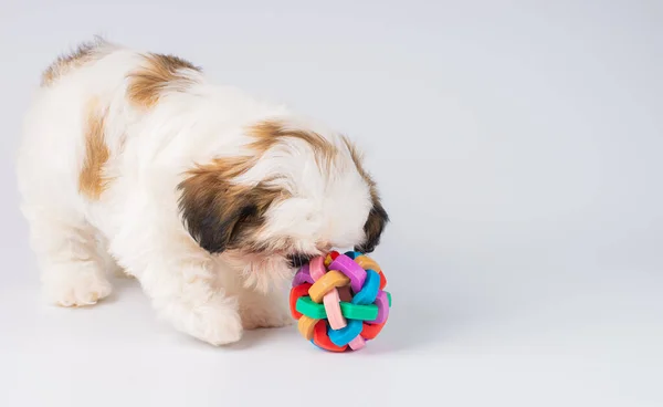 Poco Color Shih Tzu Pupy Con Juguete Para Perros Aislado — Foto de Stock