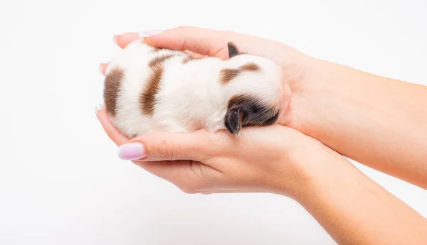 Cachorro Recién Nacido Acostado Las Manos — Foto de Stock