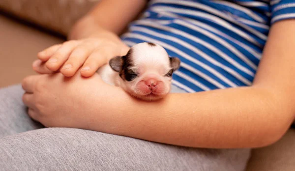 Cachorro Recién Nacido Acostado Las Manos — Foto de Stock