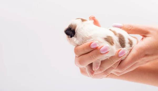 Lindo Cachorro Recién Nacido Que Pone Las Manos — Foto de Stock