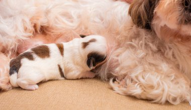 shitsu köpek yavrusu annemden süt içiyor.