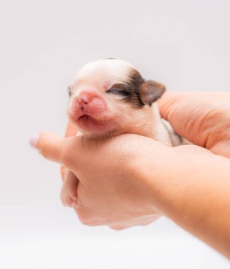 Yeni doğmuş köpek yavrusu ellerinde yatıyor.