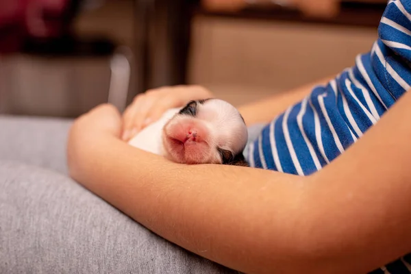 Cachorro Recién Nacido Acostado Las Manos — Foto de Stock