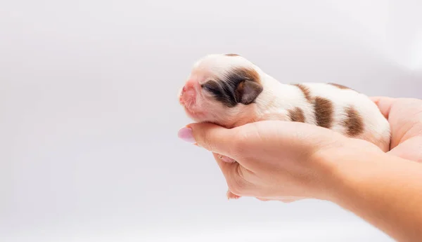 Cachorro Recién Nacido Acostado Las Manos — Foto de Stock