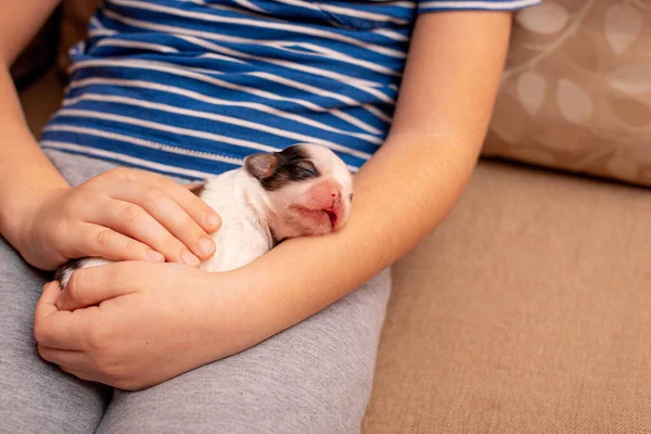 Newborn Puppy Laying Hands — Stock Photo, Image