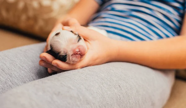 Cachorro Recién Nacido Acostado Las Manos — Foto de Stock