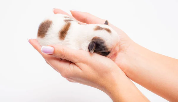 Cachorro Recién Nacido Acostado Las Manos — Foto de Stock