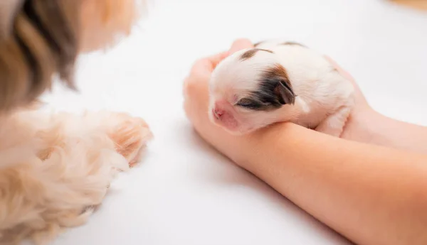 Cachorro Perro Recién Nacido Sobre Fondo Blanco — Foto de Stock