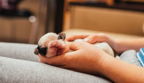 Cachorro Recién Nacido Acostado Las Manos — Foto de Stock