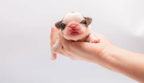 Filhote Cachorro Recém Nascido Que Coloca Nas Mãos — Fotografia de Stock