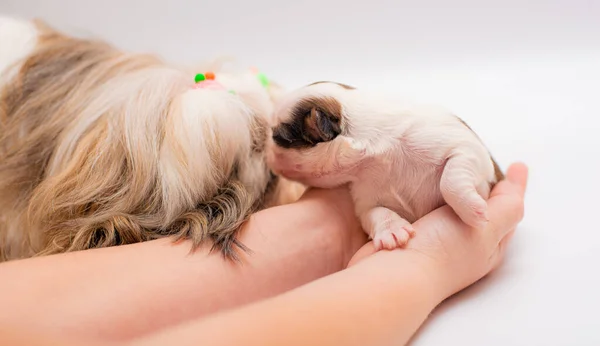 Cachorro Perro Recién Nacido Sobre Fondo Blanco — Foto de Stock