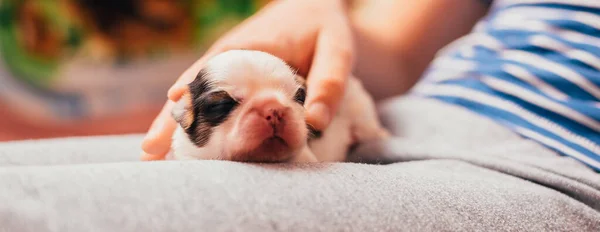 Cachorro Recién Nacido Acostado Las Manos — Foto de Stock