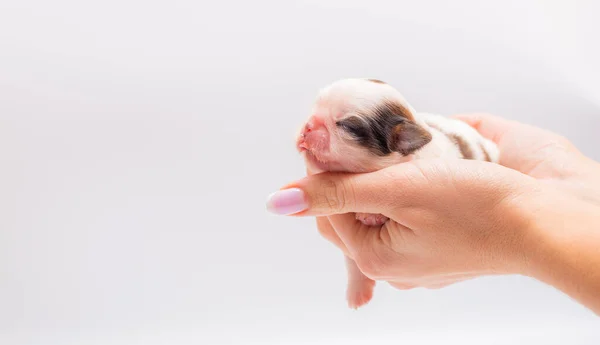 Cachorro Recién Nacido Acostado Las Manos — Foto de Stock