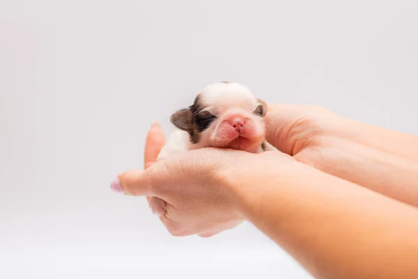 Filhote Cachorro Recém Nascido Que Coloca Nas Mãos — Fotografia de Stock