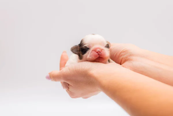 Cachorro Recién Nacido Acostado Las Manos — Foto de Stock