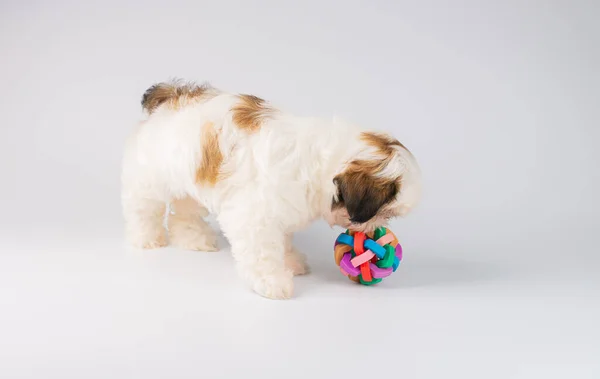 Poco Color Shih Tzu Pupy Con Juguete Para Perros Aislado — Foto de Stock