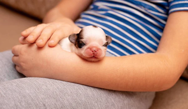 Cachorro Recién Nacido Acostado Las Manos — Foto de Stock