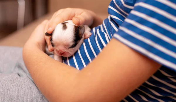 Cachorro Recién Nacido Acostado Las Manos — Foto de Stock