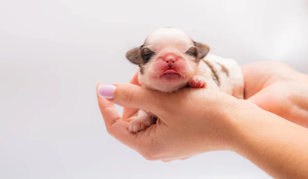 Chiot Nouveau Posé Sur Les Mains — Photo