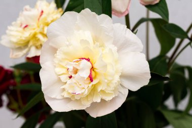 Arka planda güzel pembe şakayıklar, yakın plan.