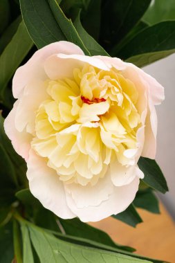 Arka planda güzel bir şakayık var, kapat.