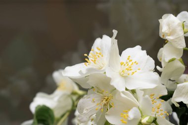 Beyaz yasemin çiçekleri arka planda bir dalda, kapat