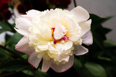 Arka planda güzel bir şakayık var, kapat.