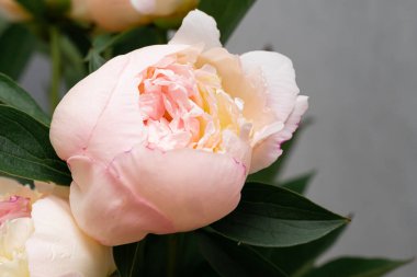 Arka planda güzel pembe şakayıklar, yakın plan.