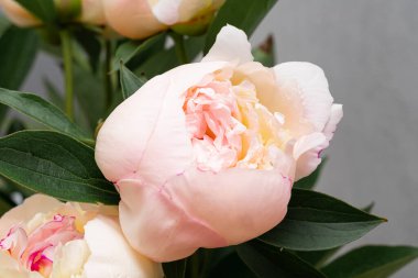 Arka planda güzel pembe şakayıklar, yakın plan.