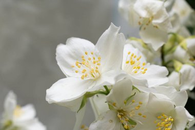 Beyaz yasemin çiçekleri arka planda bir dalda, kapat