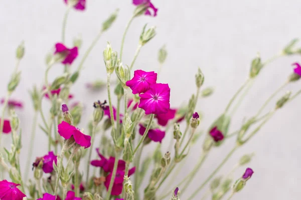 Hermosas Flores Rosadas Fondo Cerca —  Fotos de Stock