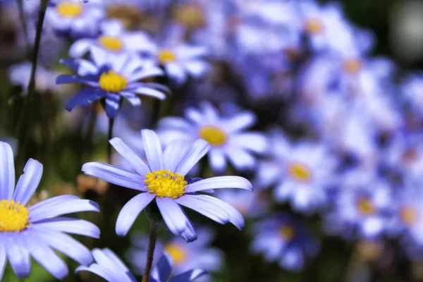 Margherite viola — Foto Stock